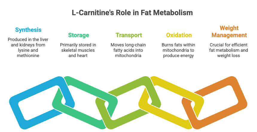 L-Carnitine: Does It Really Help With Fat Loss?