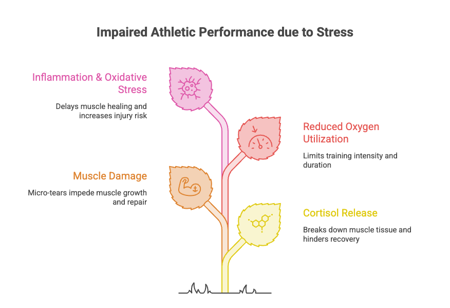 Ashwagandha Benefits for Gym Performance